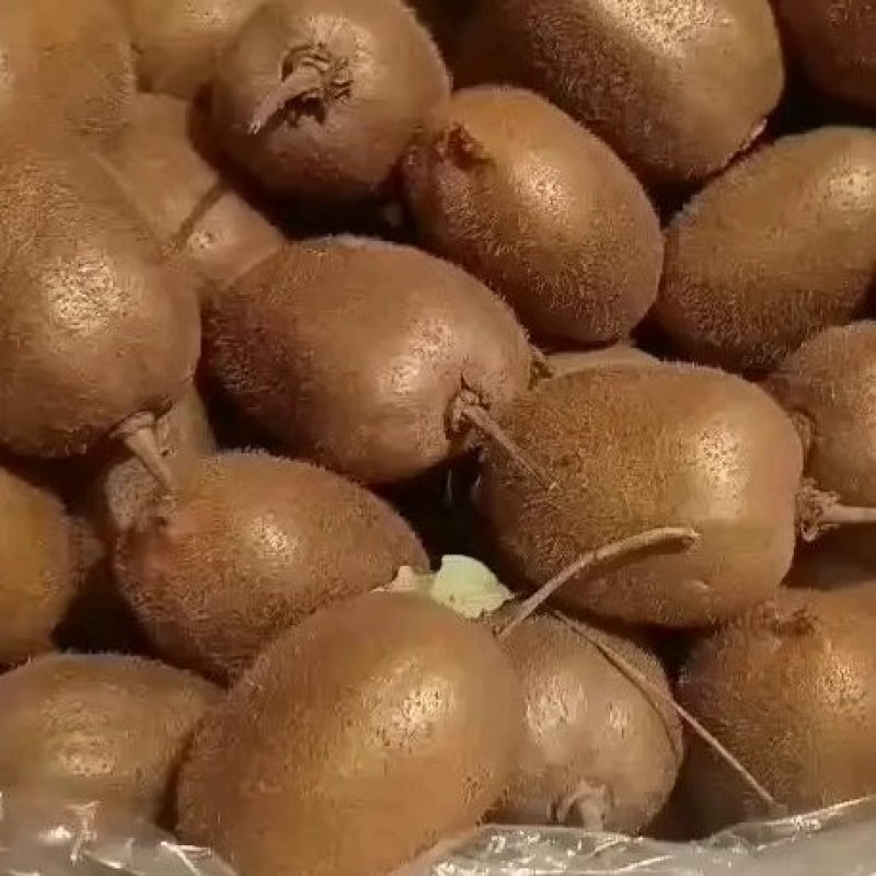秦美猕猴桃。专业代办各种猕猴桃。正品和下检。产地直供。