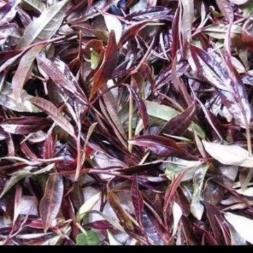 紫鹃生态普洱精品茶（雲极岚荘品质有保障）
