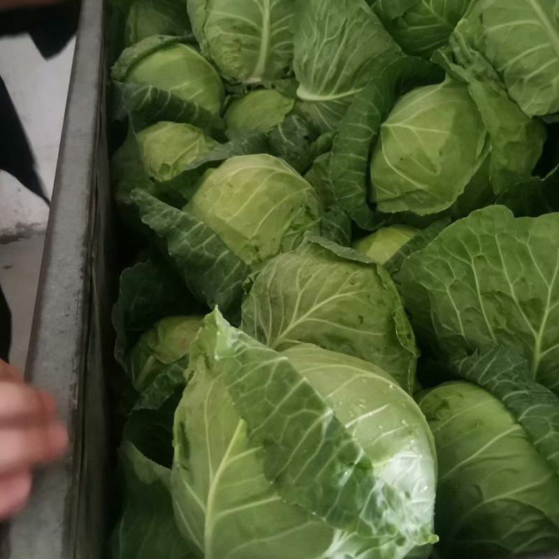 陕西精品甘蓝上市了！！！！！！！！！！！！！