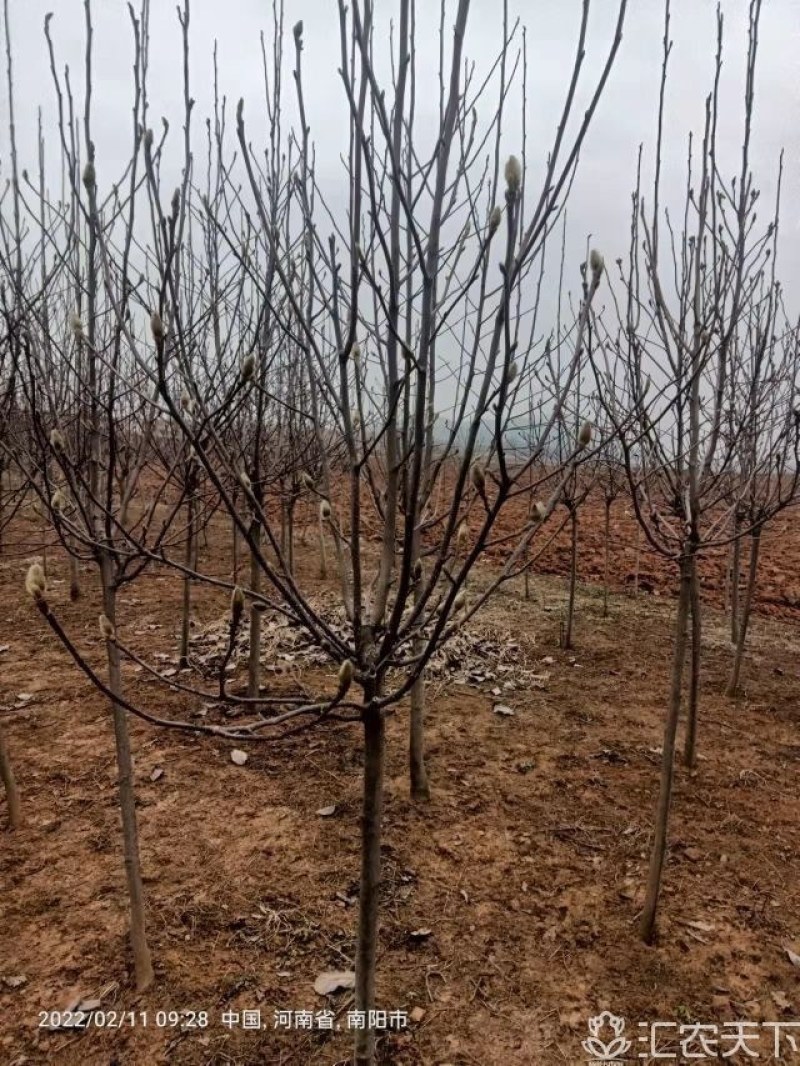 南召红黄白紫玉兰基地