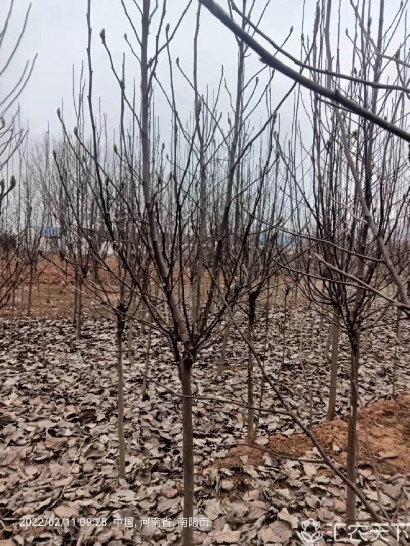 南召红黄白紫玉兰基地