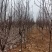 南召红黄白紫玉兰基地