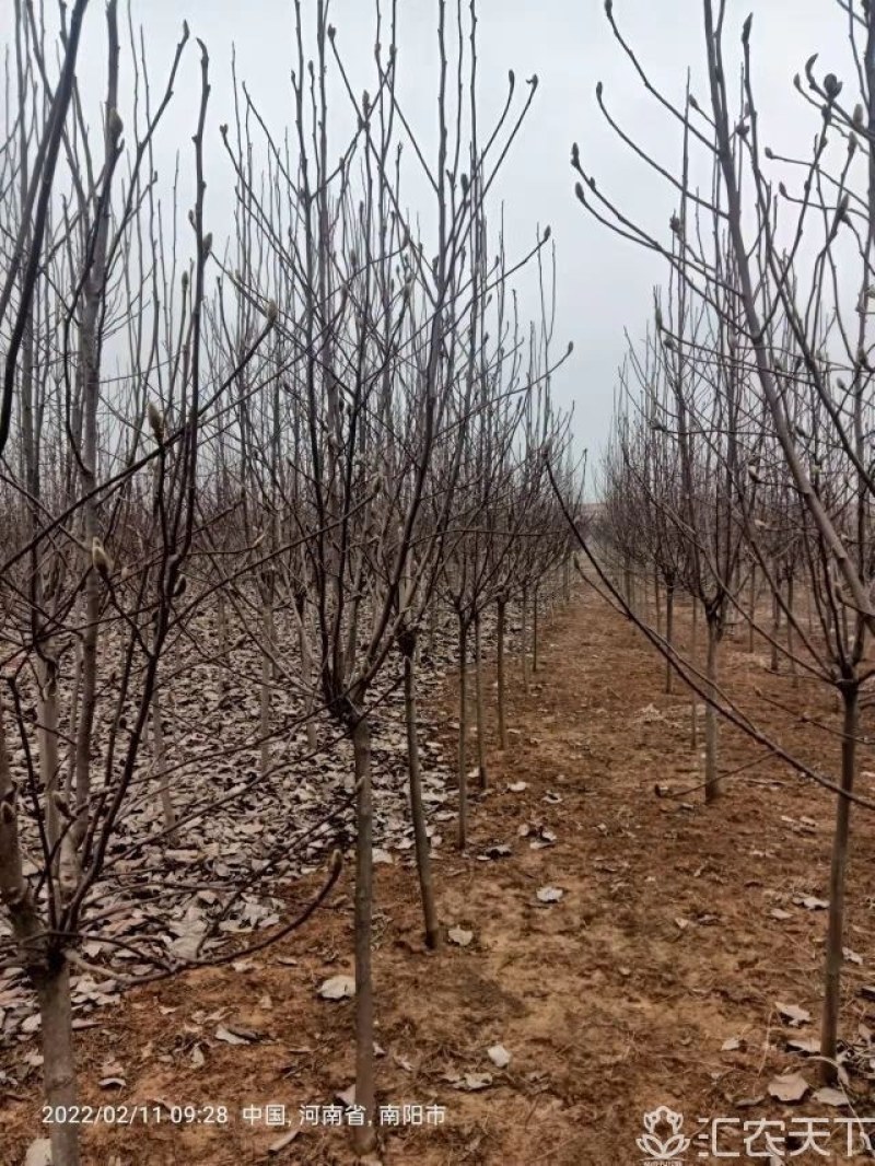 南召红黄白紫玉兰基地