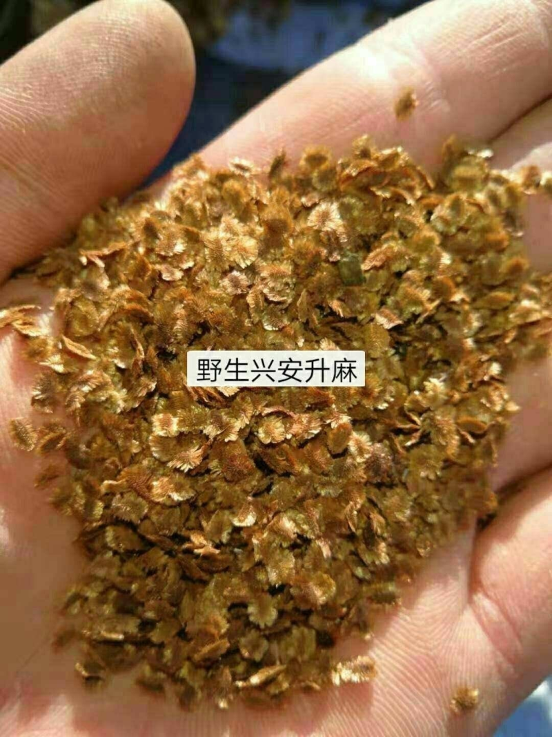 野生升麻，山上采摘野生升麻，品质好保纯，就2-3