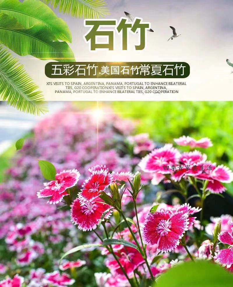 五彩石竹花种子，多年生耐寒四季易种阳台景观美国石竹花种