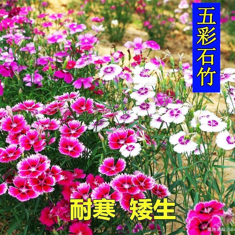 五彩石竹花种子，多年生耐寒四季易种阳台景观美国石竹花种