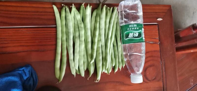 广西四季豆大量上市～一手货源欢迎各位老板前来采购