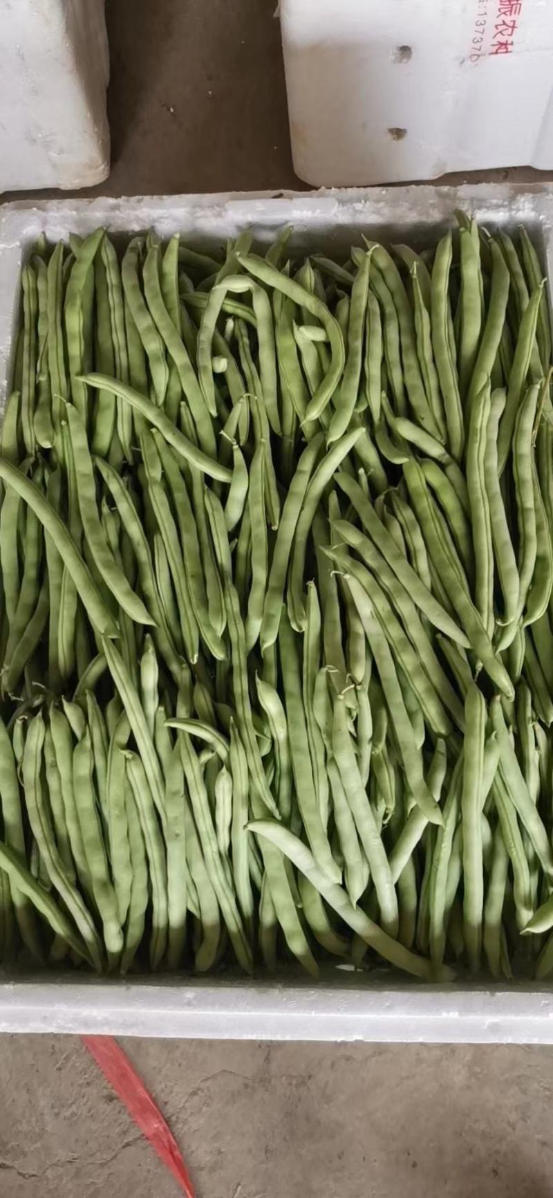 广西四季豆大量上市～一手货源欢迎各位老板前来采购