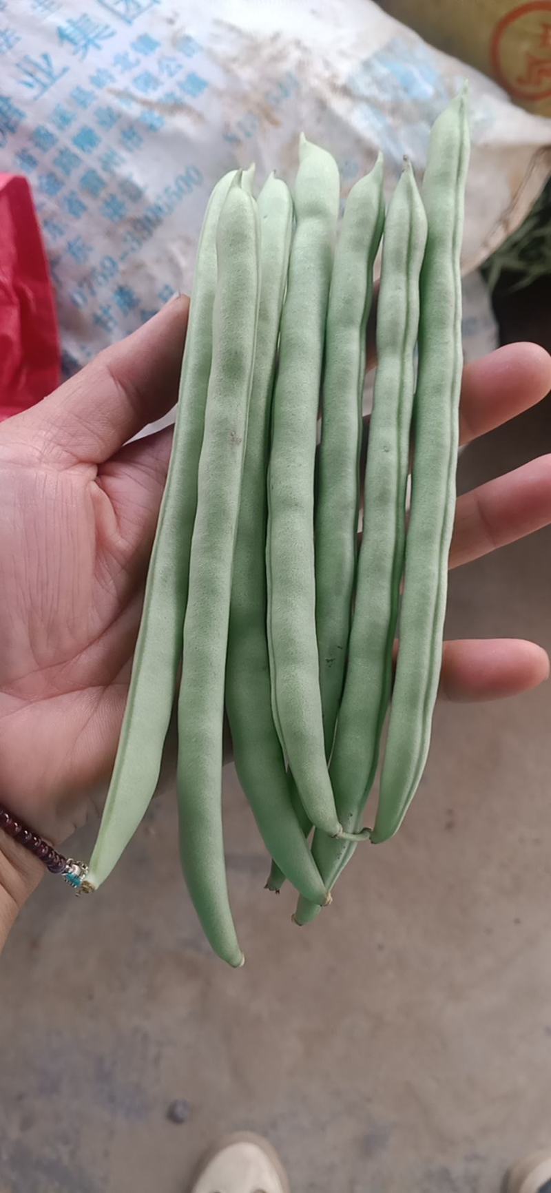 广西四季豆大量上市～一手货源欢迎各位老板前来采购
