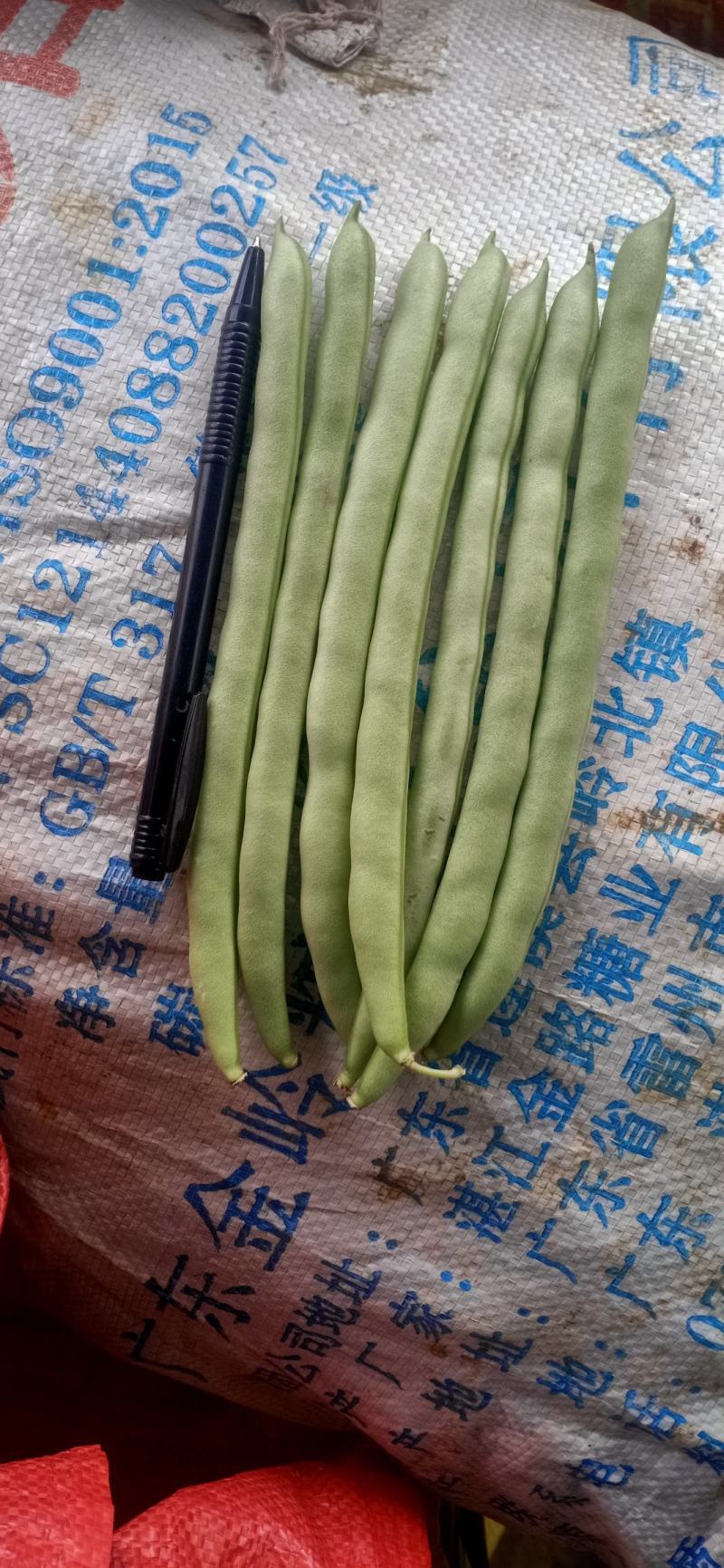 广西四季豆大量上市～一手货源欢迎各位老板前来采购