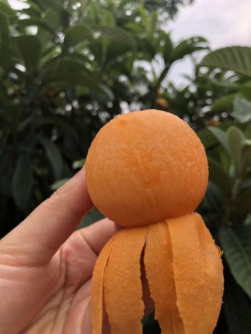 大五星枇杷