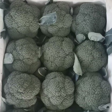 产地直供，万亩西蓝花大量供应！！！！！！！！！！！！！！