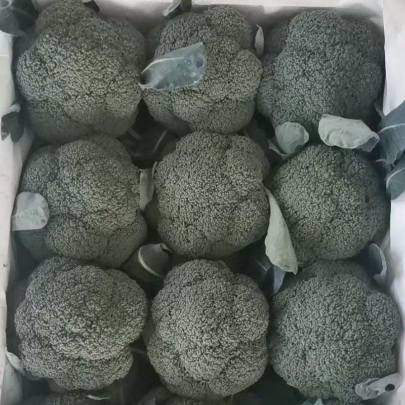 产地直供，万亩西蓝花大量供应！！！！！！！！！！！！！！