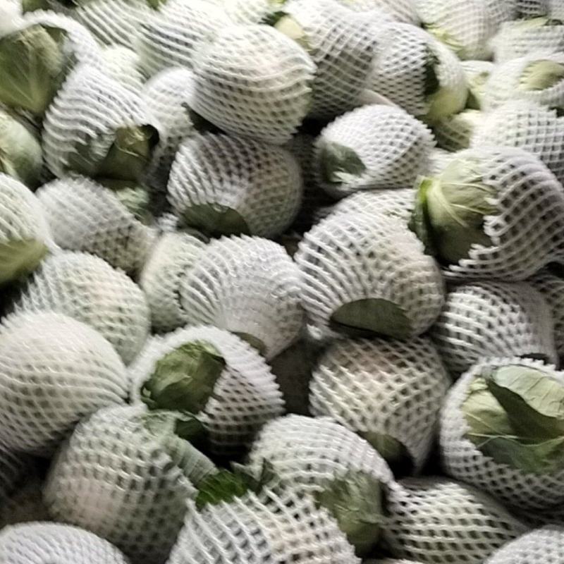 精品甘蓝大量上市
