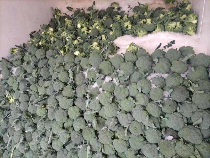 产地直供，万亩西蓝花大量供应！！！！！！！！！！！！！！