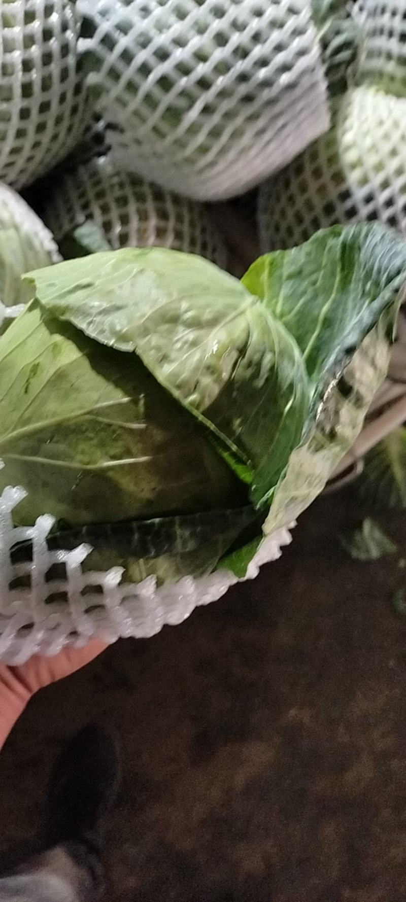 精品甘蓝大量上市