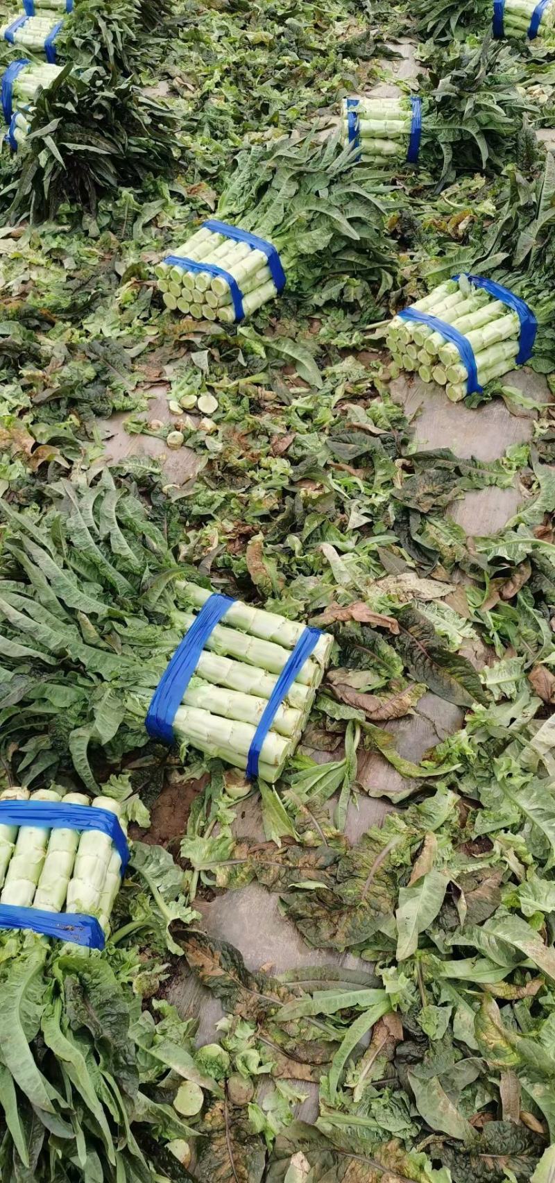河南开封通许莴苣，基地货，量大，从优二斤起步万亩基地直销