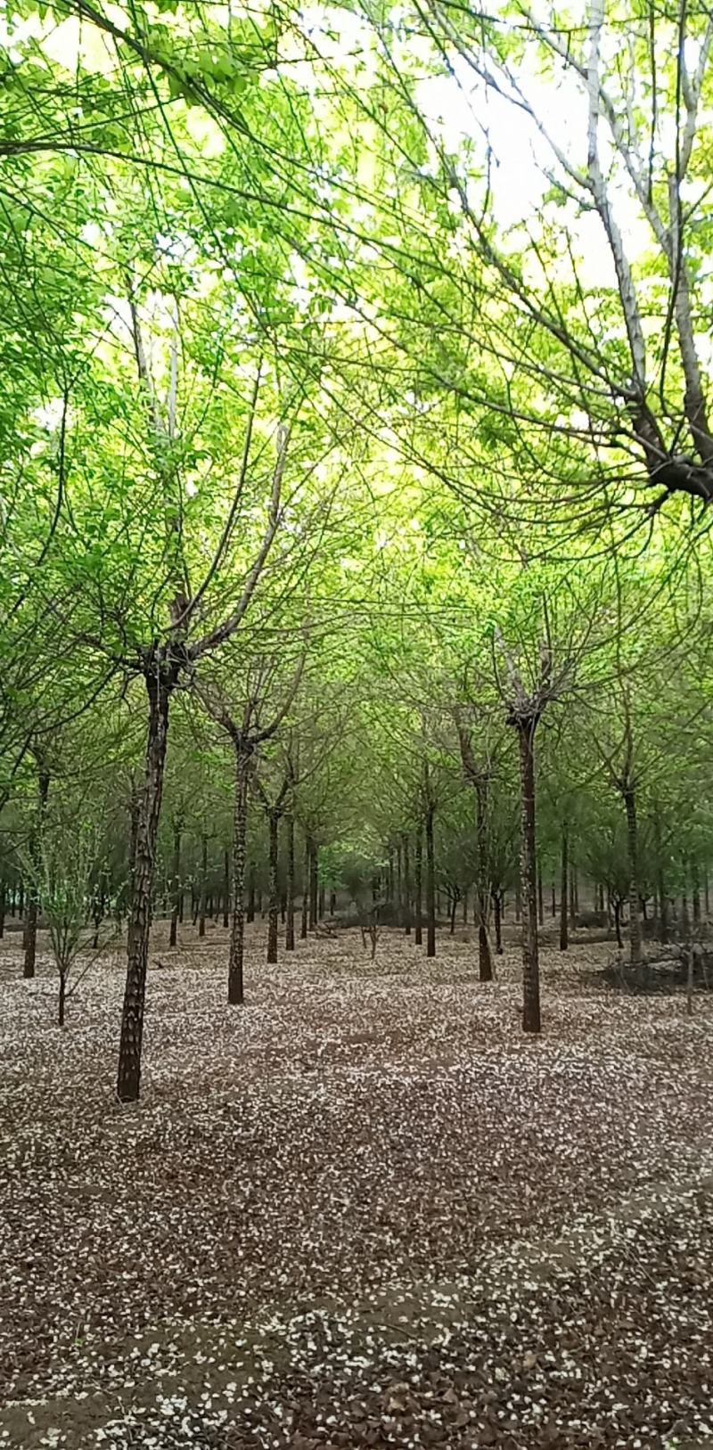 金叶榆树，嫁接金叶榆，