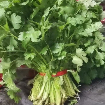 地产香菜水萝卜量大从优