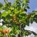 凉山州冕宁县后山镇本樱桃已经上市，欢迎购买，支持一件代发