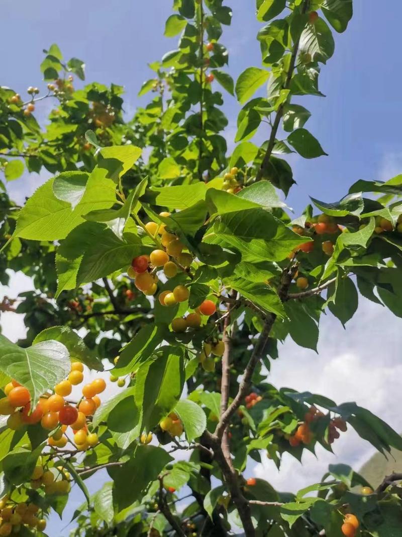 凉山州冕宁县后山镇本樱桃已经上市，欢迎购买，支持一件代发