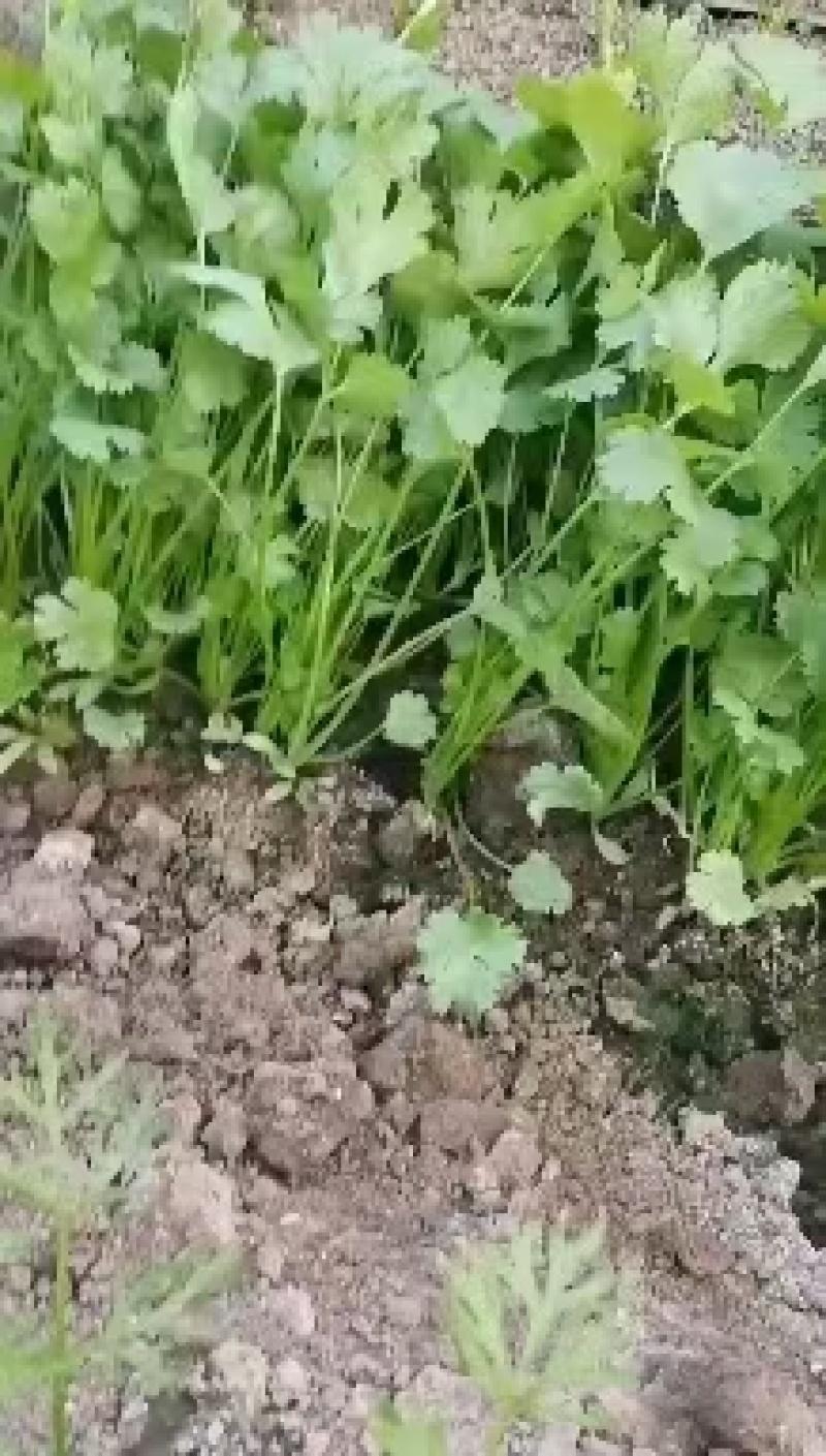 地产香菜水萝卜量大从优