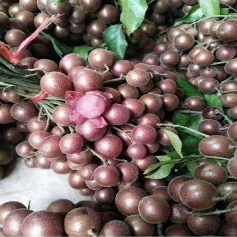 新品种无核紫肉黄皮苗泰国进口品种当年结果盆栽庭院种植