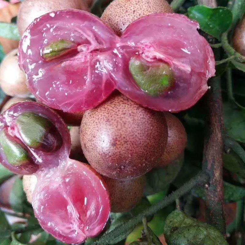 新品种无核紫肉黄皮苗泰国进口品种当年结果盆栽庭院种植