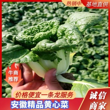 黄心菜精品黄心乌基地直供保证质量可产地看货支持打冷