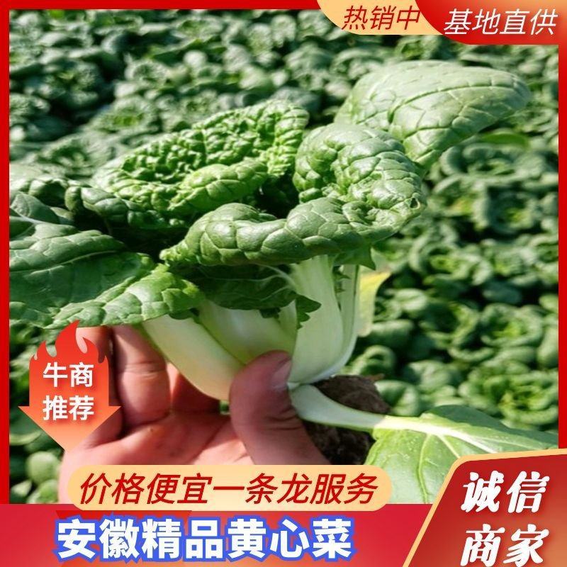 黄心菜精品黄心乌基地直供保证质量可产地看货支持打冷
