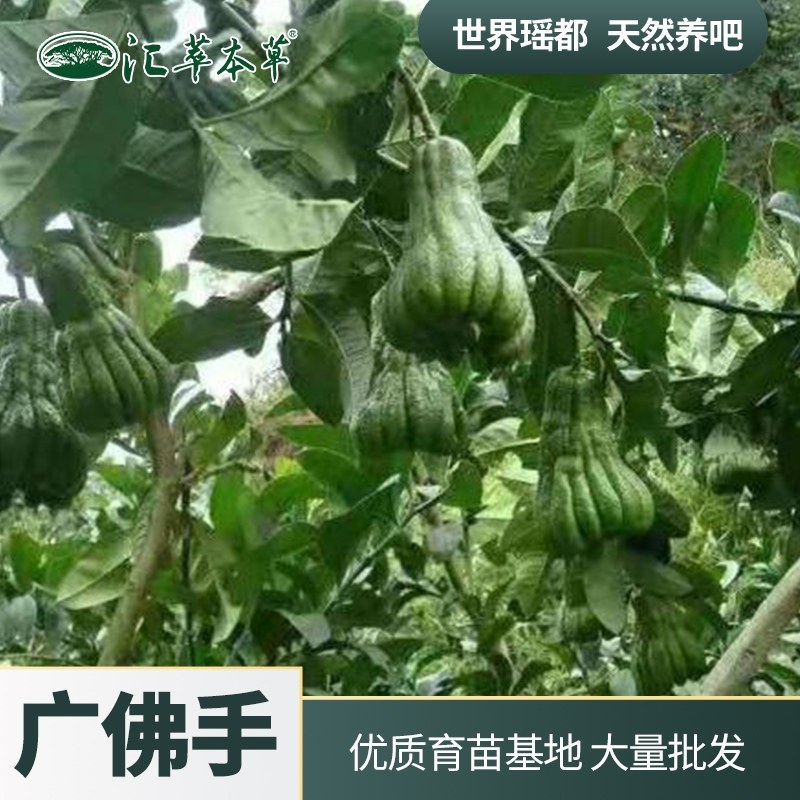 广佛手中药苗木广西纯正广佛手苗广佛手育苗基地直销批发
