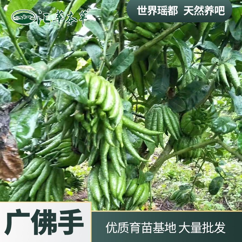 广佛手中药苗木广西纯正广佛手苗广佛手育苗基地直销批发