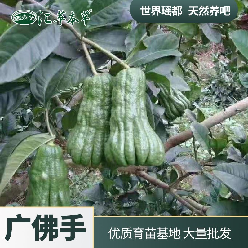 广佛手中药苗木广西纯正广佛手苗广佛手育苗基地直销批发