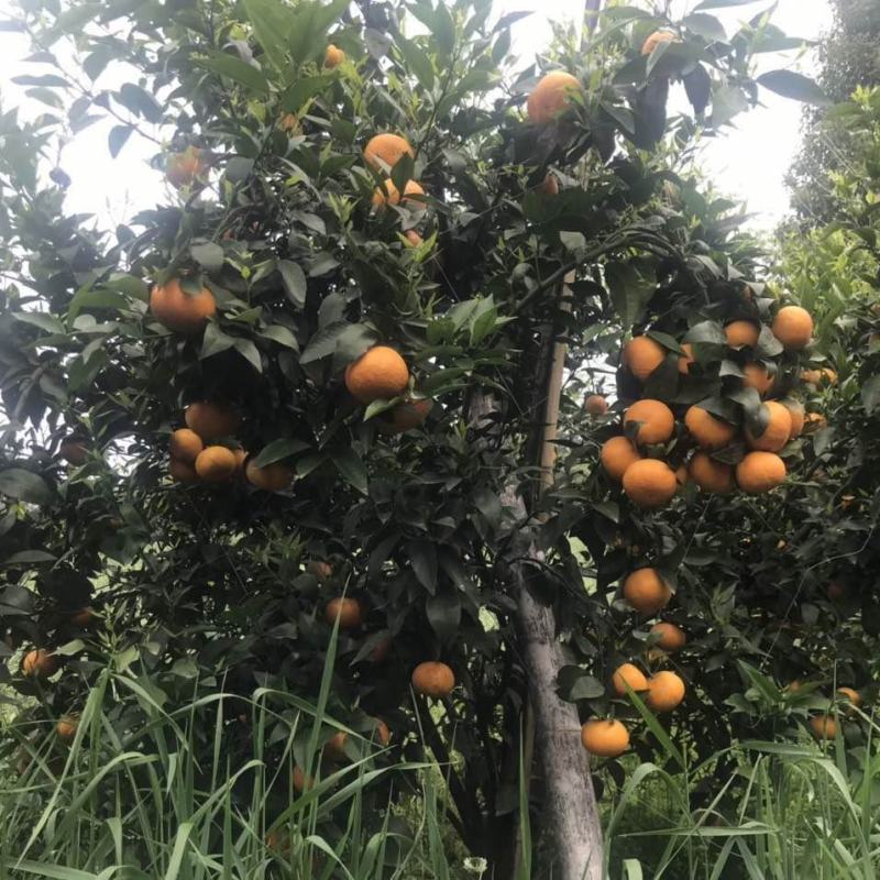 俩万多斤沃柑