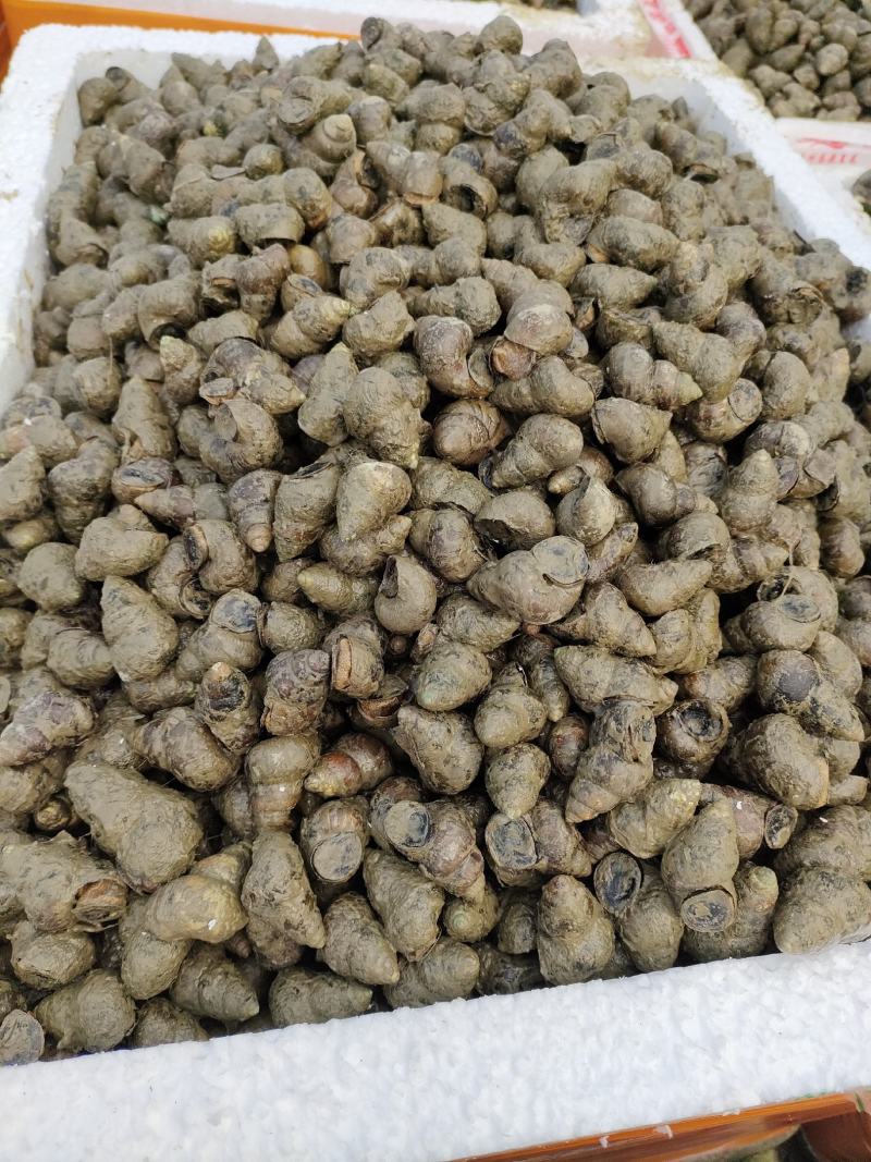 精品淡水螺，各种规格有货，欢迎咨询。