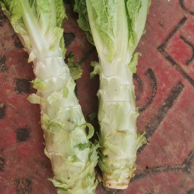毛集镇红叶莴苣，价格掉价，量大从优，有要来电