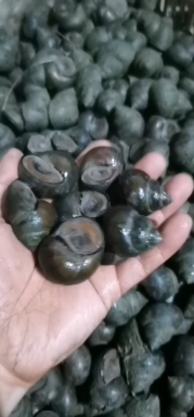 精品厚壳田螺，大中小各种规格有货
