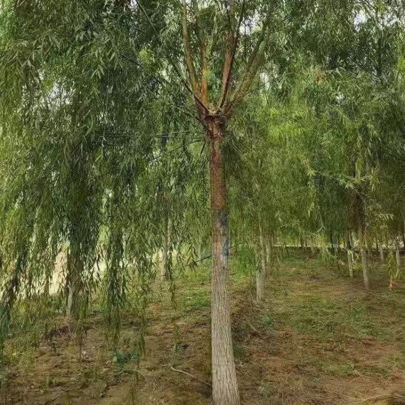 金丝垂柳大量供应中，基地直供，价格优惠，欢迎咨询