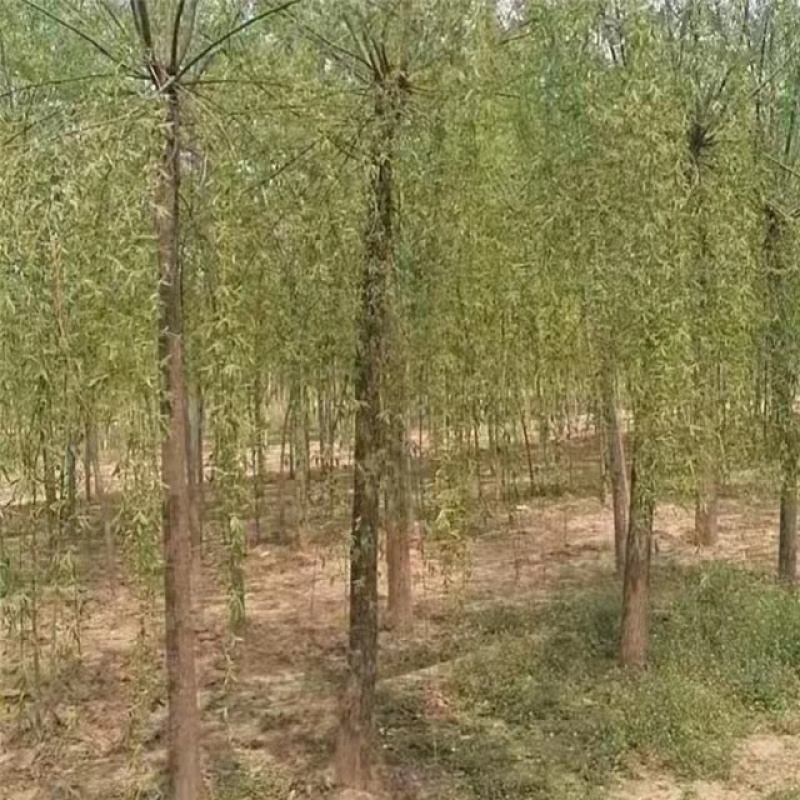 金丝垂柳大量供应中，基地直供，价格优惠，欢迎咨询