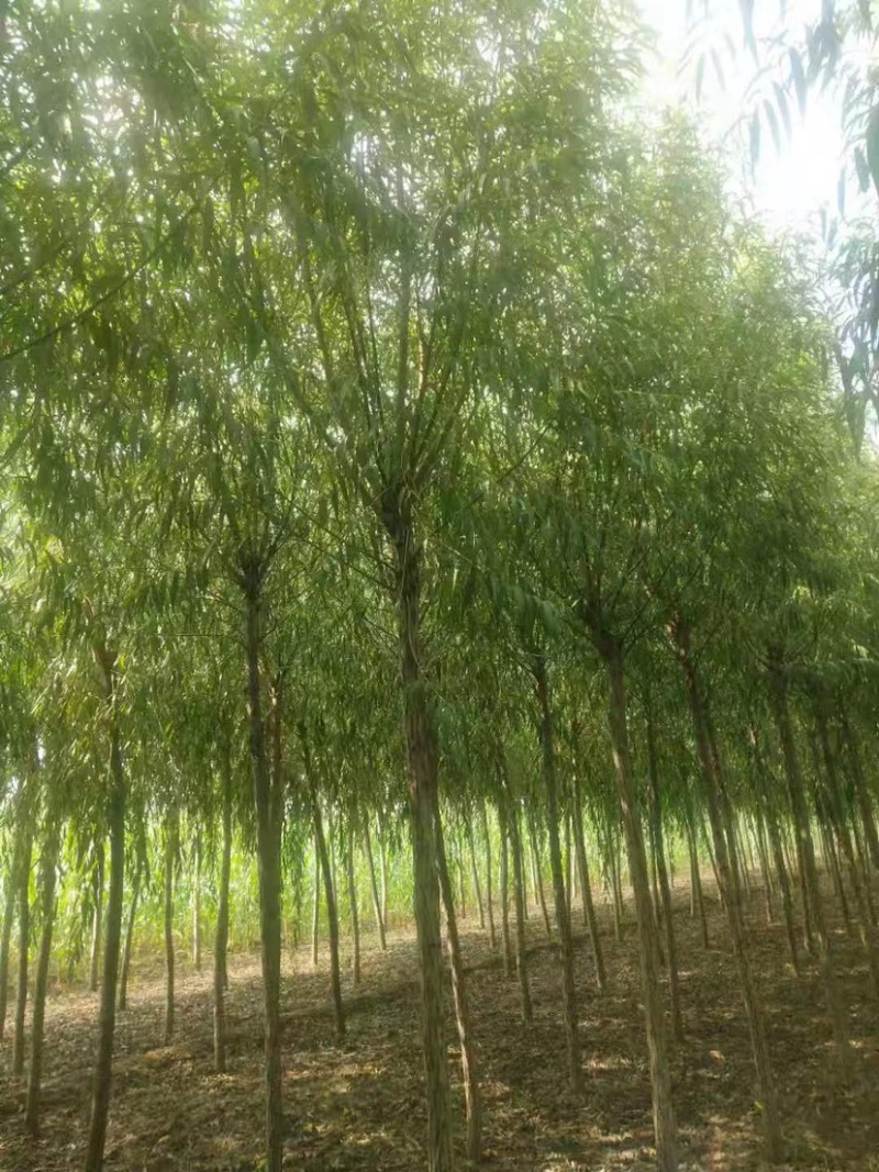 金丝垂柳大量供应中，基地直供，价格优惠，欢迎咨询