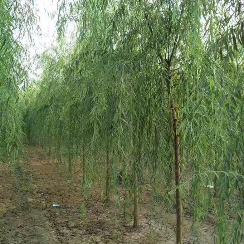 金丝垂柳大量供应中，基地直供，价格优惠，欢迎咨询
