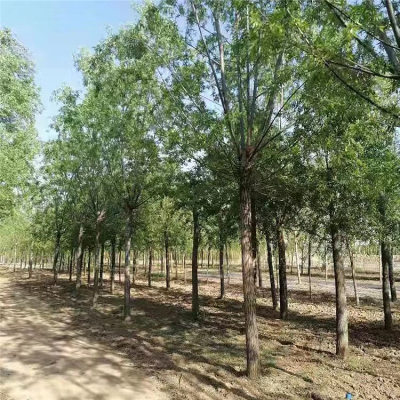 金丝垂柳大量供应中，基地直供，价格优惠，欢迎咨询