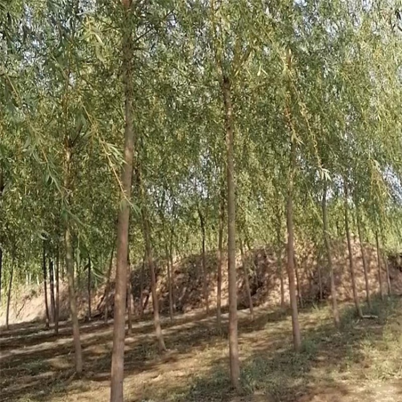金丝垂柳大量供应中，成活率高，一手货源，欢迎采购交流看货