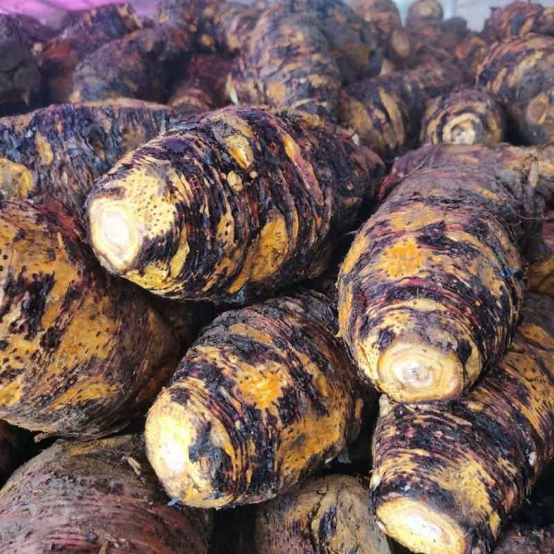 基地药用大黄，根黄，灰黄，系列加工