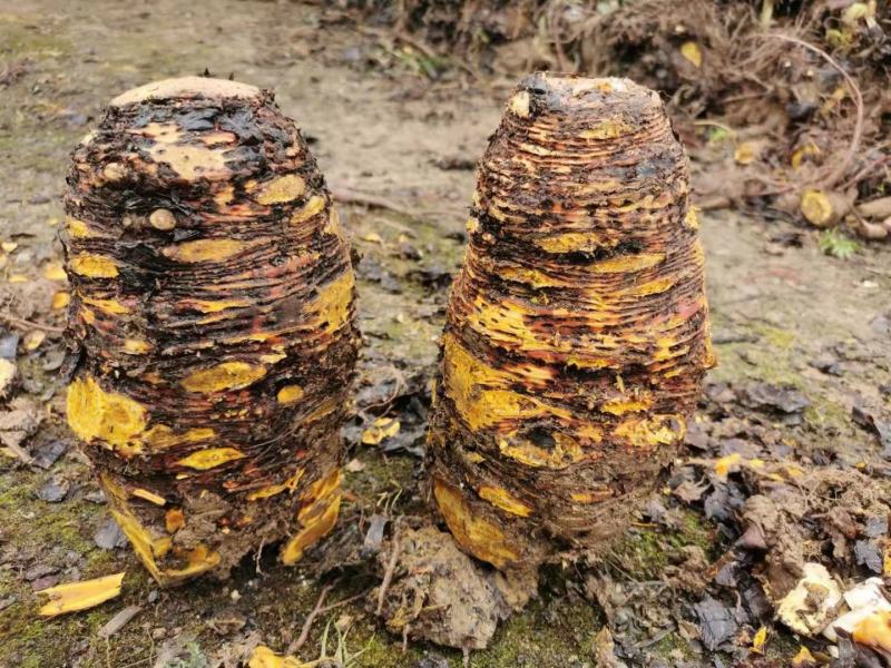 基地药用大黄，根黄，灰黄，系列加工