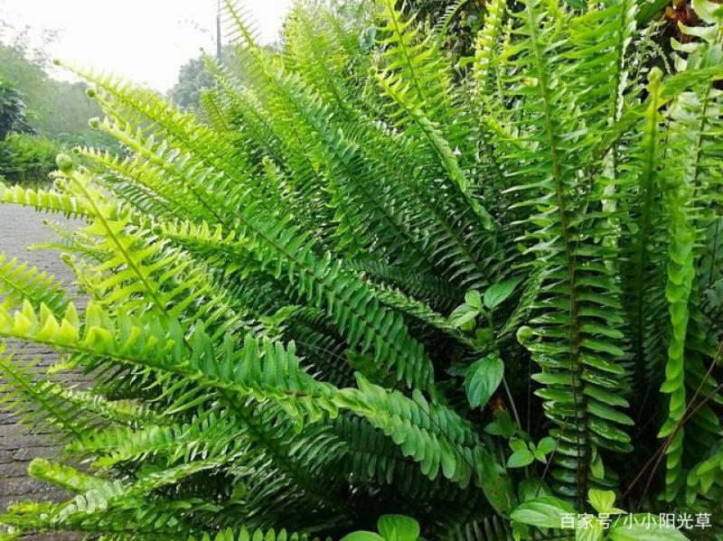 肾蕨产地直发量大从优庭院绿化工程用苗视频看货诚信合作