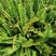 肾蕨产地直发量大从优庭院绿化工程用苗视频看货诚信合作