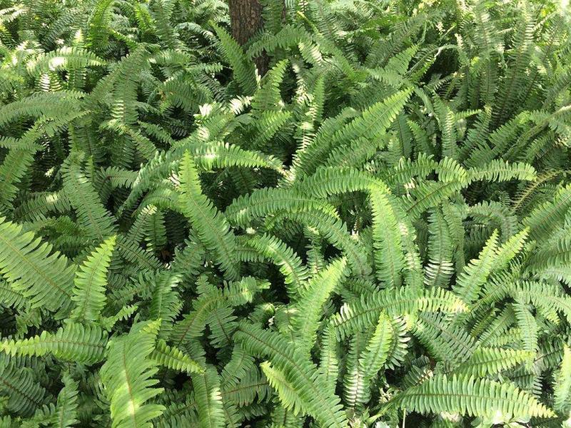 肾蕨产地直发量大从优庭院绿化工程用苗视频看货诚信合作