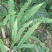 肾蕨产地直发量大从优庭院绿化工程用苗视频看货诚信合作