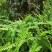 肾蕨产地直发量大从优庭院绿化工程用苗视频看货诚信合作